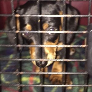 Meet your Posher, Grace